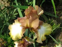 IMG_patina5_1024x768.webp