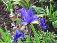 IMG_lisa_1024x768.webp