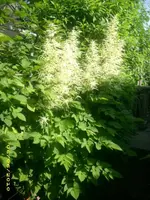Garten 006.webp