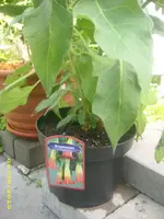 Garten 007.webp