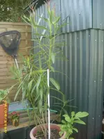 Garten 009.webp