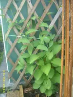Garten 012.webp