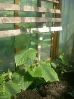 Garten 013.webp