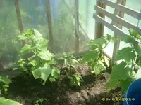 Garten 014.webp
