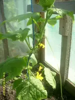 Garten 015.webp