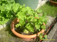 Garten 019.webp