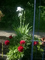 Garten 021.webp