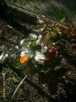 Garten 024.webp
