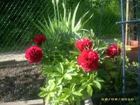 Garten 020.webp