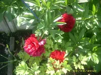 Garten 026.webp