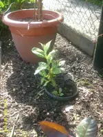 Garten 025.webp