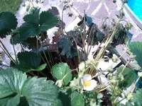 DSC01522.webp