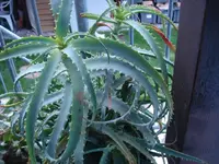 Aloe krank1.webp