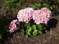 XBeet5.webp