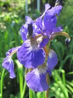 Blaue Irisstaude.webp