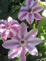 Clematis 1.webp