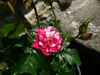 Concert, die erste Blüte.webp