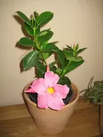 IMG_2919.webp