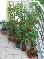 Balkon 2010.06.06 1.webp