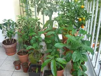Balkon 2010.06.06 2.webp