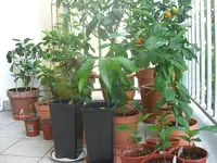 Balkon 2010.06.06 3.webp