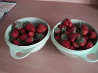 1. Ernte 2010_.webp