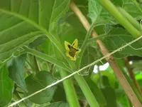 Physalis 2010.06.06 3.webp
