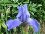 IMG_iris blau_1024x768.jpg