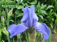 IMG_iris blau_1024x768.webp