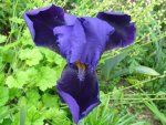 IMG_türkische iris_1024x768.jpg