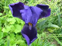 IMG_türkische iris_1024x768.webp