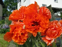 IMG_5716_1024x768.webp