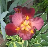 IMG_2907.webp