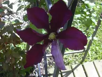 06.06.2010 050.webp