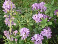 06.06.2010 007.webp