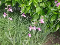 06.06.2010 008.webp