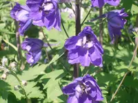 06.06.2010 009.webp