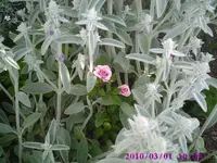 Suchbild mit Rose.webp