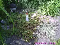 Teich.webp