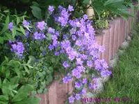 Glockenblumen.webp