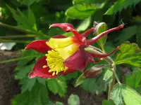 IMG_akelei rot_1024x768.webp