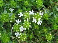 IMG_feldthymian_1024x768.webp
