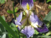 005.webp