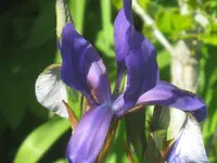 030.webp