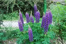 DSC_0023.webp