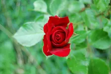 DSC_0037.webp