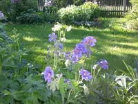 Garten Mai7 032.webp