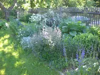 Garten Mai7 019.webp