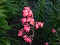 Garten Mai7 053.webp