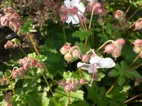 Garten Mai7 043.webp